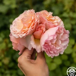 Heirloom Roses Princesse Charlene de Monaco®