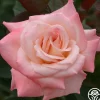 Heirloom Roses Pristine®™