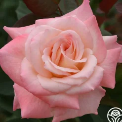 Heirloom Roses Pristine®™