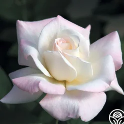 Heirloom Roses Pristine®™