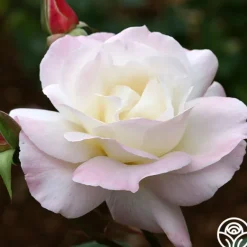 Heirloom Roses Pristine®™