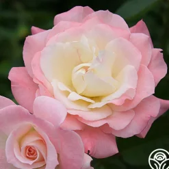 Heirloom Roses Pristine®™