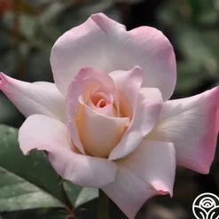 Heirloom Roses Pristine®™