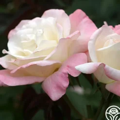Heirloom Roses Pristine®™