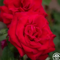 Heirloom Roses Proud Land® Best