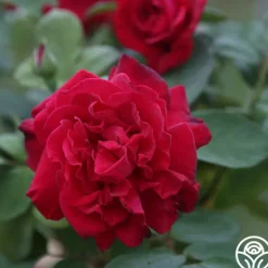 Heirloom Roses Proud Land® Best