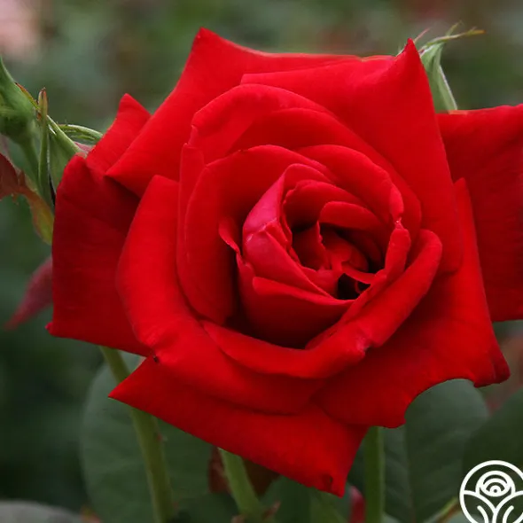 Heirloom Roses Proud Land® Best