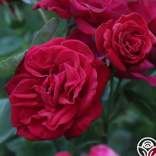 Heirloom Roses Proud Land® Best