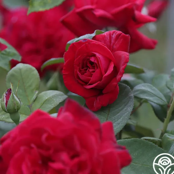 Heirloom Roses Proud Land® Best
