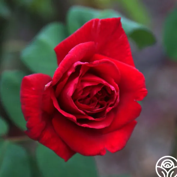 Heirloom Roses Proud Land® Best