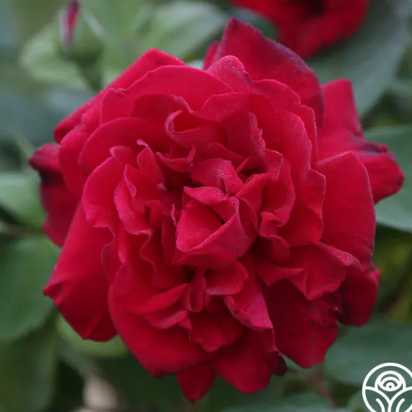 Heirloom Roses Proud Land® Best