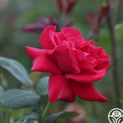 Heirloom Roses Proud Land® Best