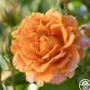 Heirloom Roses Pumpkin Patch™
