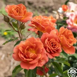 Heirloom Roses Pumpkin Patch™