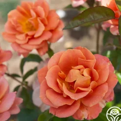 Heirloom Roses Pumpkin Patch™