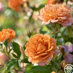 Heirloom Roses Pumpkin Patch™