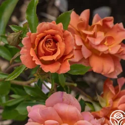 Heirloom Roses Pumpkin Patch™