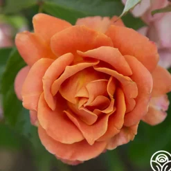 Heirloom Roses Pumpkin Patch™