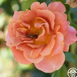 Heirloom Roses Pumpkin Patch™