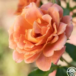 Heirloom Roses Pumpkin Patch™