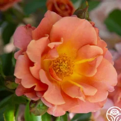 Heirloom Roses Pumpkin Patch™