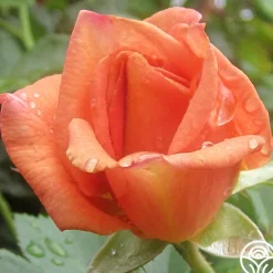Heirloom Roses Pumpkin Patch™