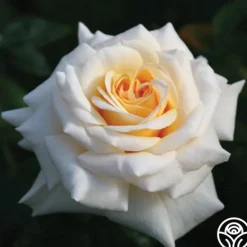 Heirloom Roses Pure Gold™ Best