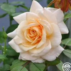 Heirloom Roses Pure Gold™ Best