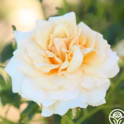 Heirloom Roses Pure Gold™ Best