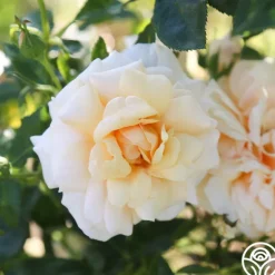 Heirloom Roses Pure Gold™ Best