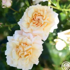 Heirloom Roses Pure Gold™ Best