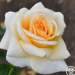 Heirloom Roses Pure Gold™ Best