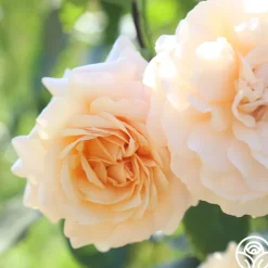 Heirloom Roses Pure Gold™ Best