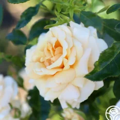 Heirloom Roses Pure Gold™ Best