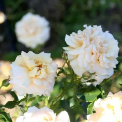 Heirloom Roses Pure Gold™ Best