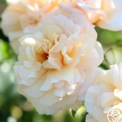 Heirloom Roses Pure Gold™ Best