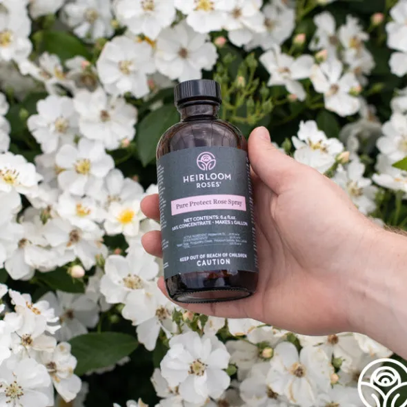 Heirloom Roses Pure Protect by Clearance