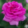 Heirloom Roses Purple Beauty