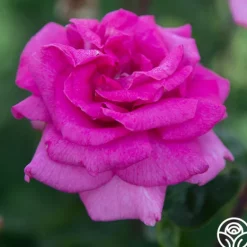 Heirloom Roses Purple Beauty