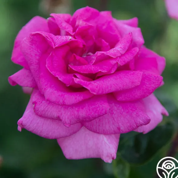 Heirloom Roses Purple Beauty