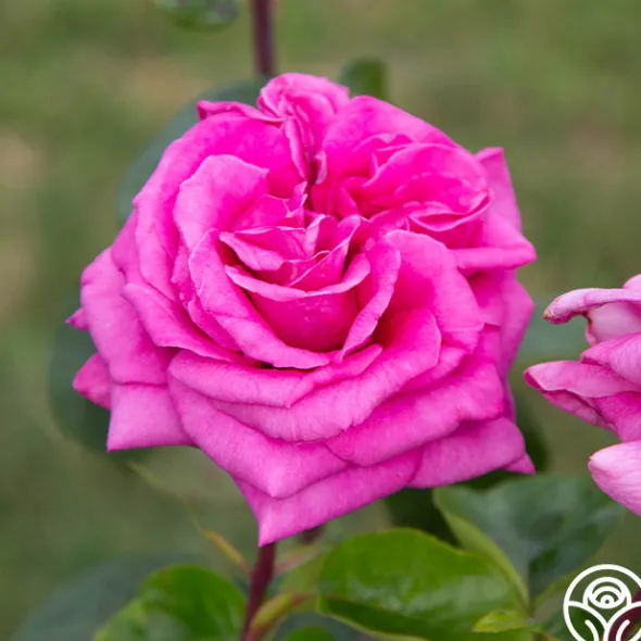 Heirloom Roses Purple Beauty