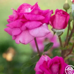 Heirloom Roses Purple Beauty
