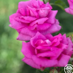 Heirloom Roses Purple Beauty