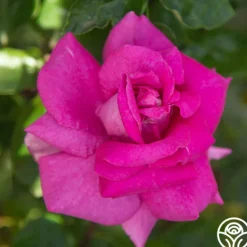 Heirloom Roses Purple Beauty