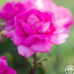 Heirloom Roses Purple Beauty