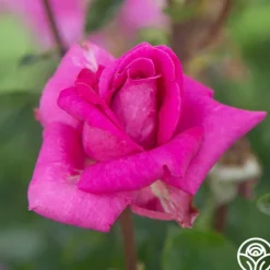 Heirloom Roses Purple Beauty