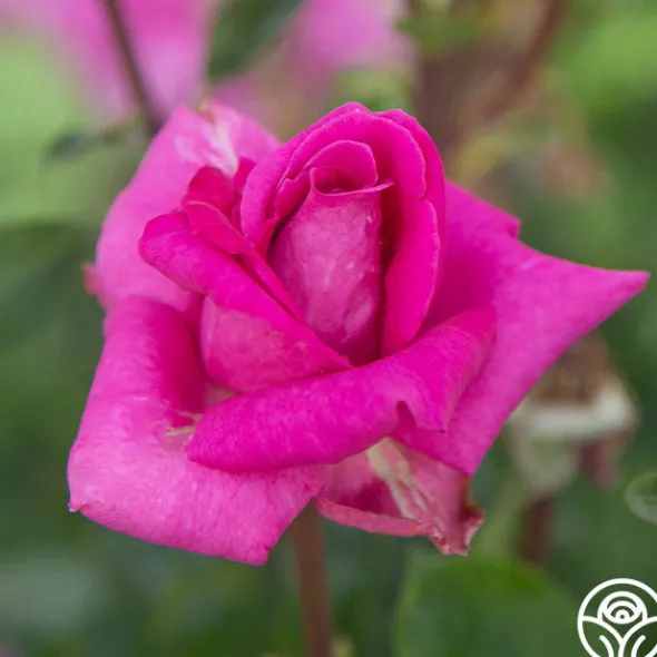 Heirloom Roses Purple Beauty