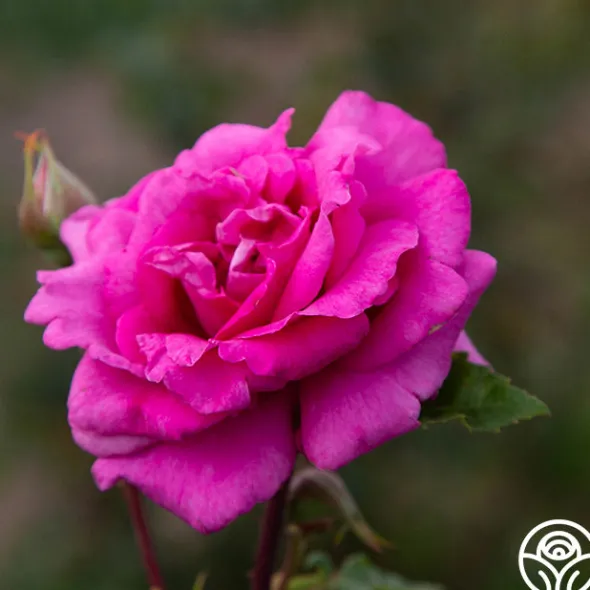 Heirloom Roses Purple Beauty