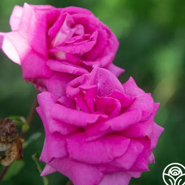 Heirloom Roses Purple Beauty