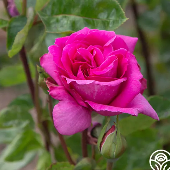 Heirloom Roses Purple Beauty